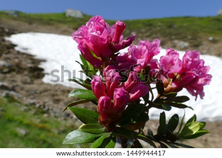 Snow-rose, or rusty-leaved alpenrose (Rhododendron ferrugineum) in bloom in front of snow remains of the last winter - near the mountain Geierkogel, Carinthia, Austria