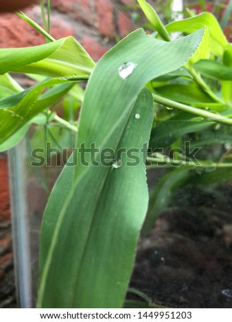 Green plant with water drops stock images in HD 