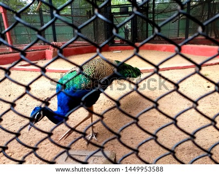 Peacock at zoo real colour FullHD