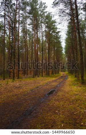forest in Poland in a cloudy and rainy day Tykocin, Lopuchowo Forest, Poland