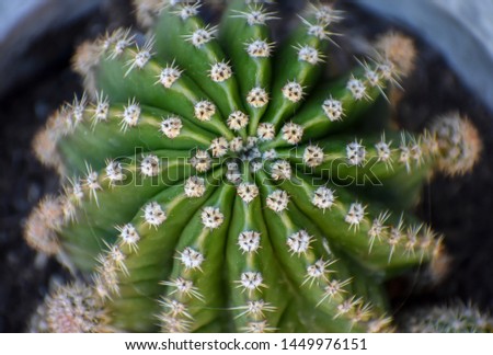 Close up of cactus plant Royalty-Free Stock Photo #1449976151
