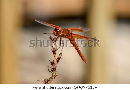 Dragonfly on a yucca plant Royalty-Free Stock Photo #1449976154