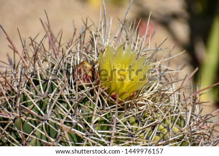 Old cactus gets a flower Royalty-Free Stock Photo #1449976157