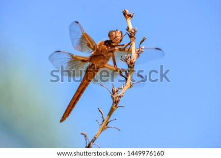 Dragonfly on a yucca plant Royalty-Free Stock Photo #1449976160