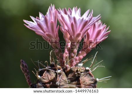 Close up of pink cactus flowers Royalty-Free Stock Photo #1449976163