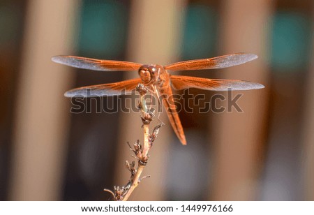 Dragonfly on a yucca plant Royalty-Free Stock Photo #1449976166