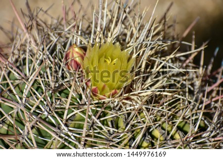Old cactus gets a flower Royalty-Free Stock Photo #1449976169