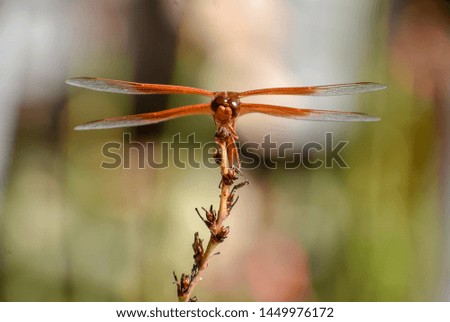 Dragonfly on a yucca plant Royalty-Free Stock Photo #1449976172