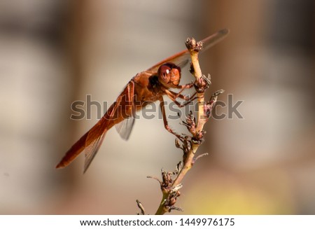 Dragonfly on a yucca plant Royalty-Free Stock Photo #1449976175