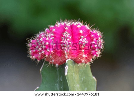 Close up of a pink cactus Royalty-Free Stock Photo #1449976181