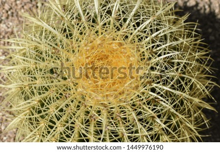 Close up of barrel cactus Royalty-Free Stock Photo #1449976190