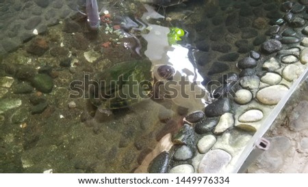 Turtle in a clear rock pond