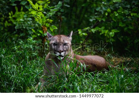 Portrait of Beautiful Puma in wildlife. Cougar, mountain lion, puma, panther. Dangerous Hunting striking pose in the green forest