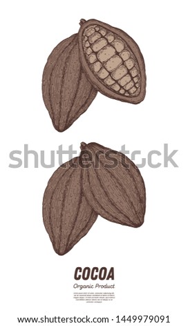 Cocoa pods vector illustration. Hand drawn sketch collection. Chocolate design. Chocolate beans. Vintage illustration. Cacao fruit for design.