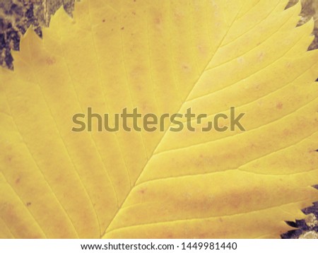 Autumn yellow leaf closeup. Textural background