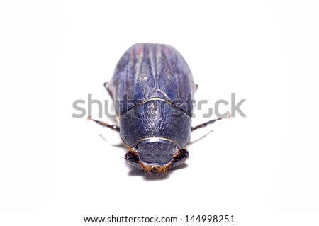 Protaetia opaca isolated on a white background, close-up pictures  