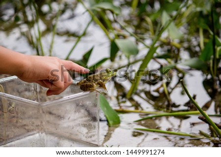 A girl trying to touch a green frog sitting on a jar near the water