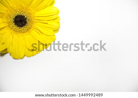 Yellow gerbera daisy flower on white background