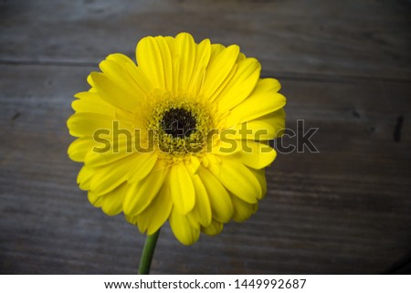 Yellow Gerbera daisy flower on wooden table with vintage tone