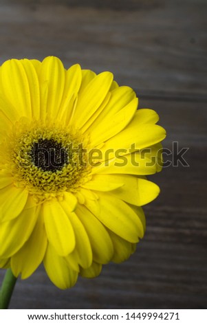Composition with beautiful bright yellow  gerbera flower on wooden background. Space for text