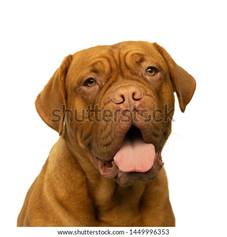 Portrait of the head of an adult Dogue de Bordeaux dog, female isolated on  white background Royalty-Free Stock Photo #1449996353