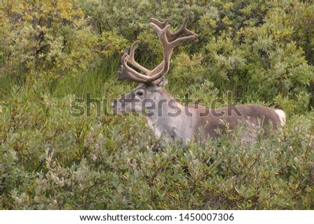 Alaska Caribou (Reindeer) (rangifer tarandus)                       