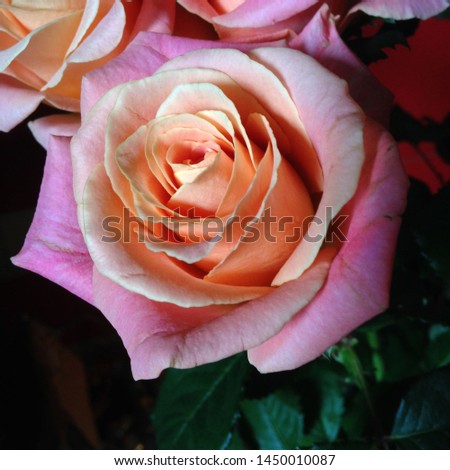 Macro photo nature blooming flower pink rose. Background plant rose with pink and open bud. Image plant blooming rose