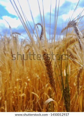 Field of barley before harvest in Moravia.