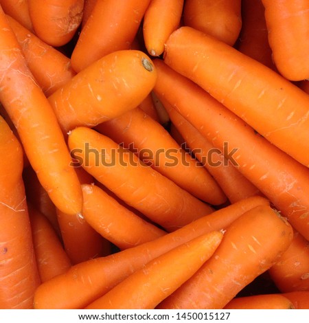 Macro Photo spring food vegetable carrot. Texture background of fresh large orange carrots. Product Image Vegetable Root Carrot Royalty-Free Stock Photo #1450015127