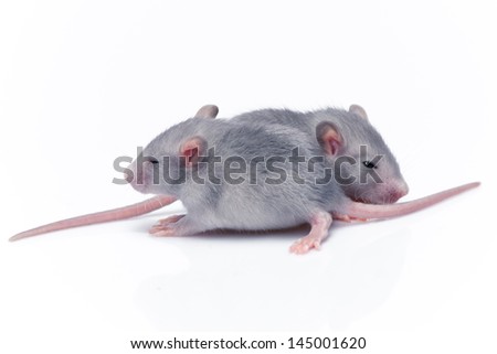 cute baby rats resting on white background