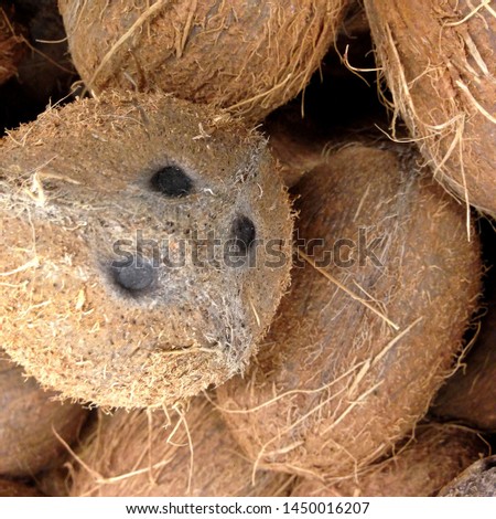 Macro photo of tropical fruit coconut. Texture hairy nuts coconut fruit. Coconuts in the shell.