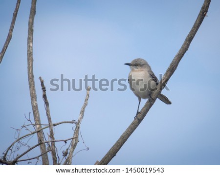 Northern mockingbird on a branch