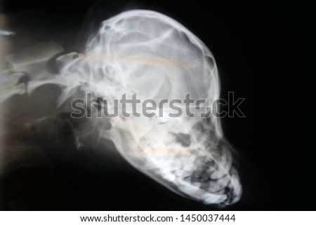 X-ray of dog skull. Veterinary x-ray image .