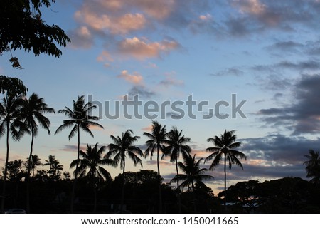 palm tree sillouette with dusk sky in background