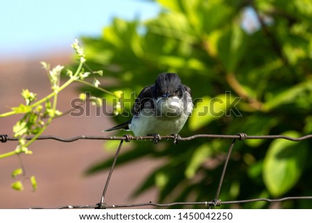 The eastern kingbird (Tyrannus tyrannus) during defending their nesting territory.