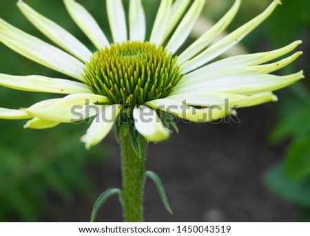 Bright and showy Echinacea flower close up. Common name coneflower.
