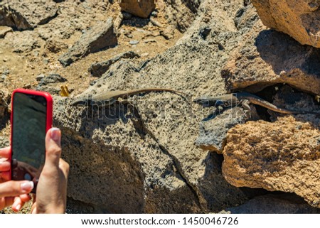 Canary lizard - Gallotia galloti is resting on volcanic lava stone. Reptile stares at the palm of man who takes pictures on the phone. Close up, macro, natural background. National Park Teide