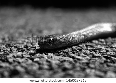 brown snake close up texture monochrome 