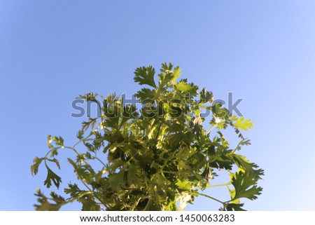 Coriander plant Rich in minerals And vitamins Used in cooking with eating Close-up picture with a blue sky background