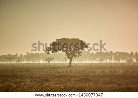 A tree on the savannah