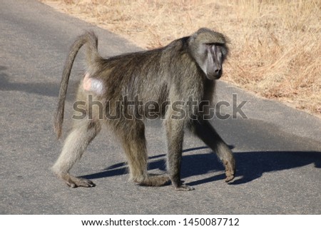 baboon searching for  food in park 