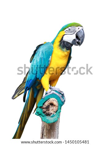 Macaw bird isolated with clipping path on white background. Portrait of amazon's parrot or colorful parrot image.