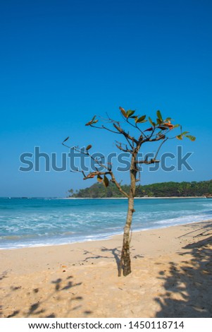 Beach Landscape View Photo. Tree as a focal point taken from Sawarna Beach, Banten, Indonesia