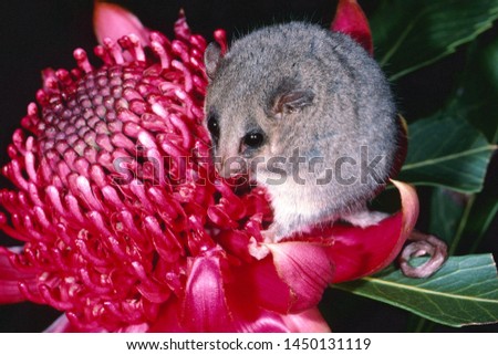 Eastern Pygmy Possum on Waratah flower