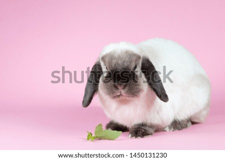 A beautiful mini lop rabbit against an isolated background.