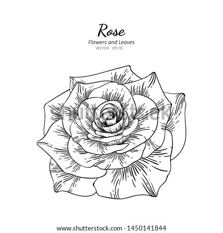 Rose flower drawing illustration. Black and white with line art on white backgrounds.