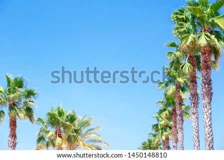 Palms On Blue Sky with copy space. Tropical, Travel, Holiday, Vacation Background