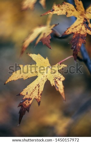 Autumn yellow-orange maple leaves, blur. Close-up.