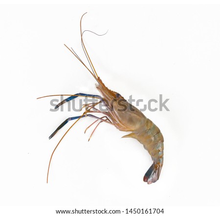 Close up fresh shrimp on white background