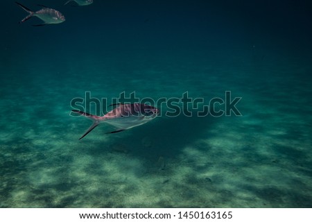 A fish swimming just below the water